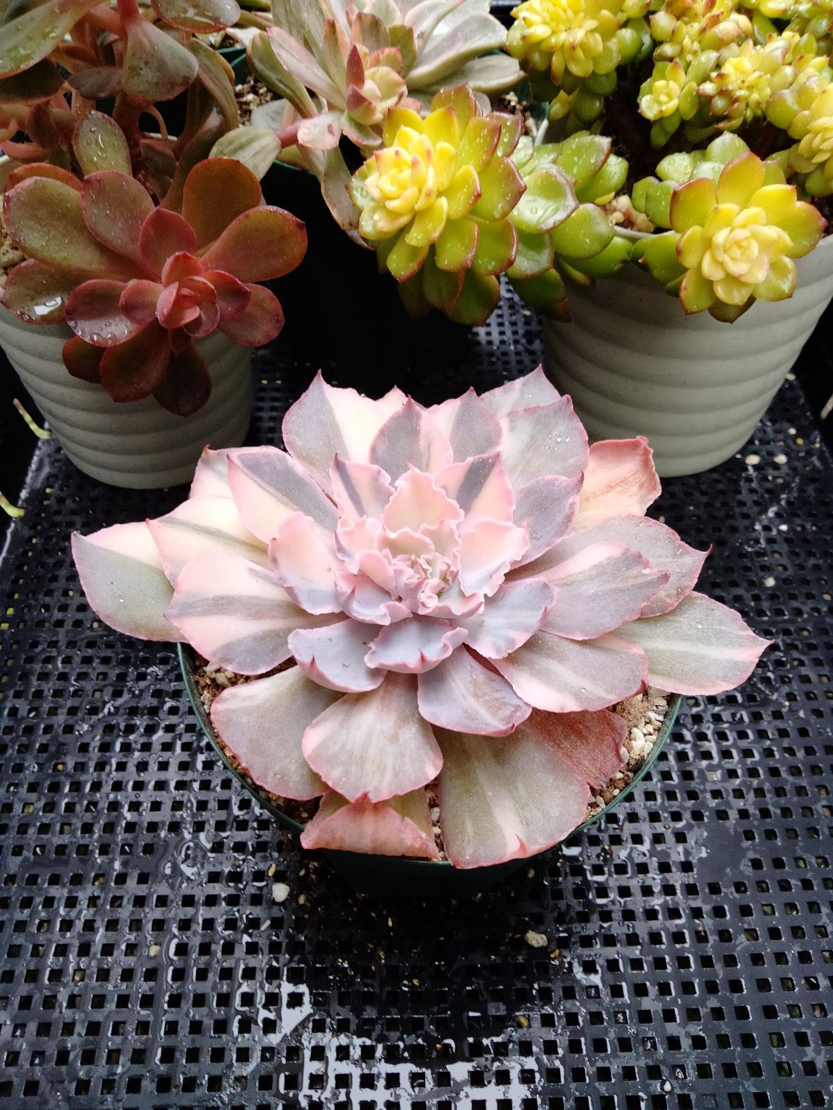 メルカリ便　フィレンツェ錦　韓国苗 メルカリ便 フィレンツェ錦 韓国苗 多肉植物 フィレンツェ錦 ① - メルカリ