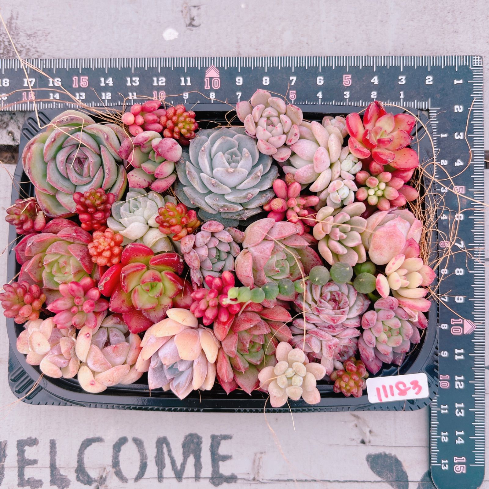 ♡寄せ植えセット♡多肉植物♡ 多肉植物 寄せ植えset♡11183 - メルカリ