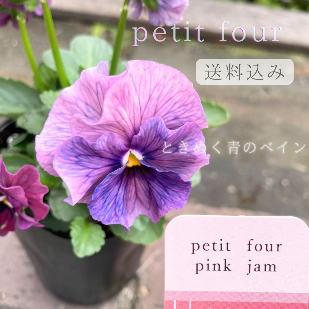 プティフール ⑤ ビオラ ピンクジャム 花苗 送料込み メルカリ便