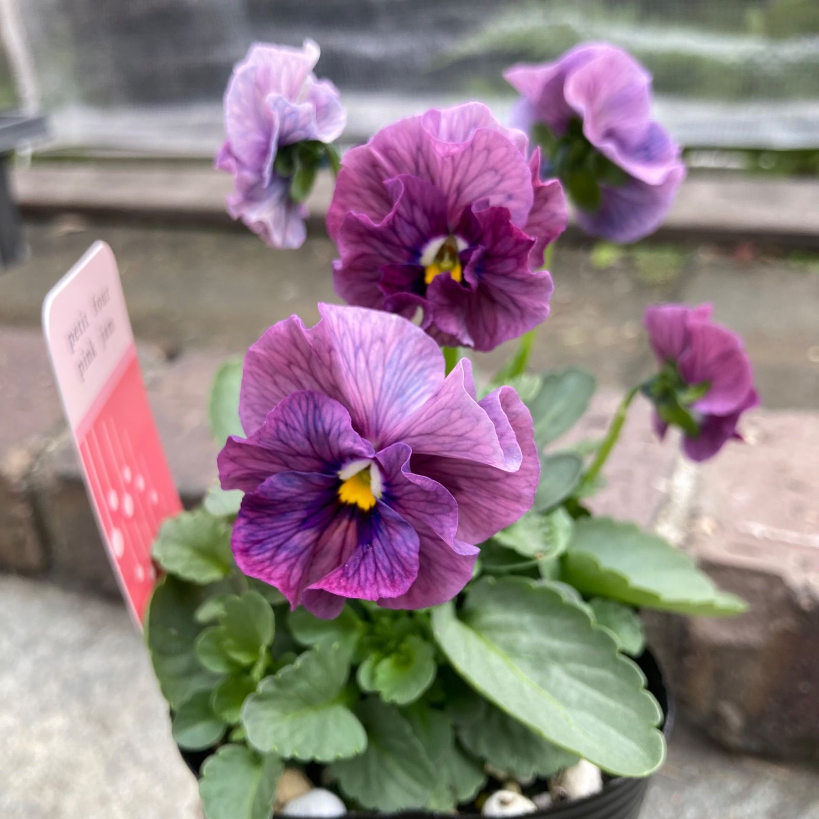 プティフール ⑤ ビオラ ピンクジャム 花苗 送料込み メルカリ便