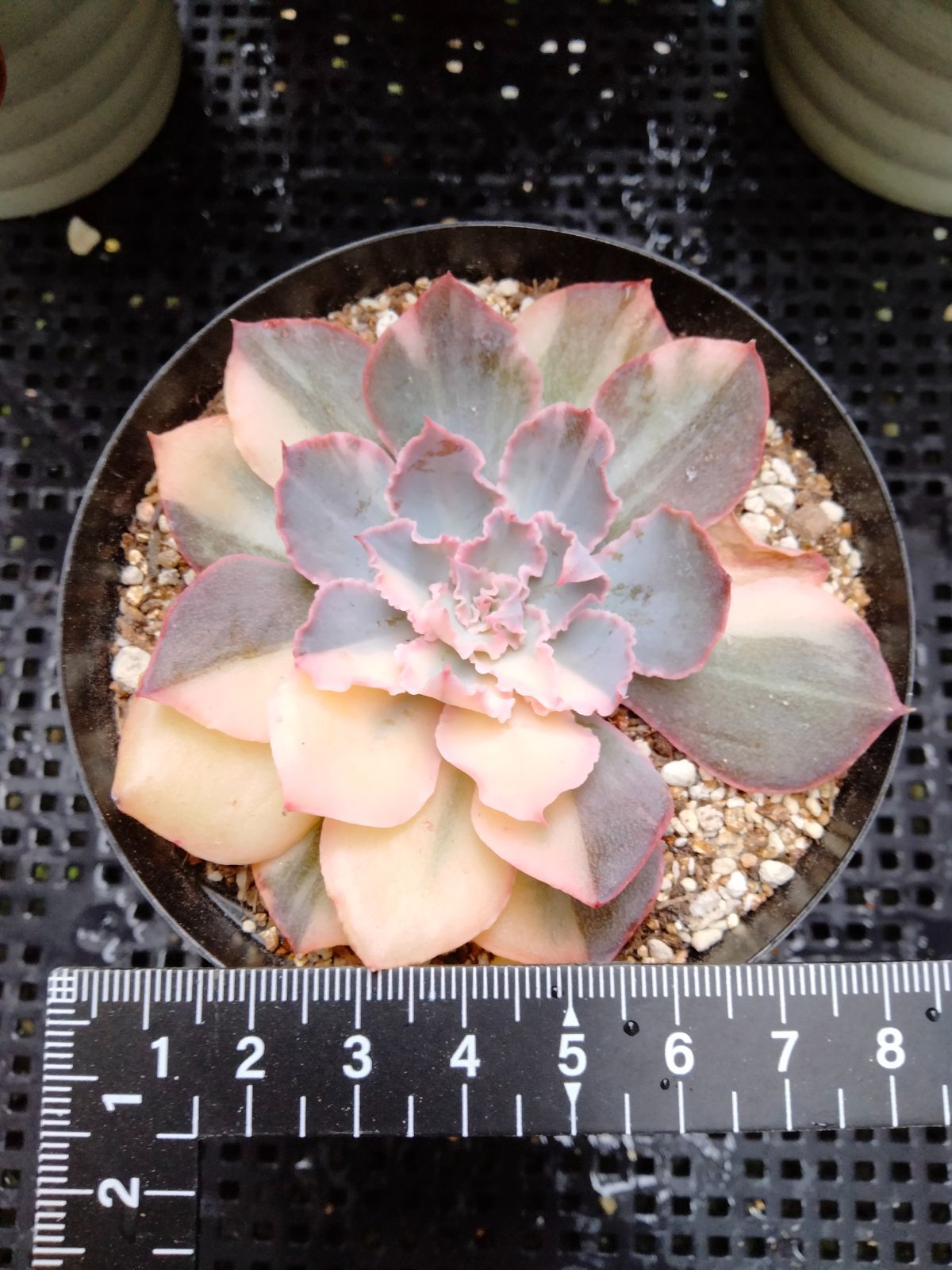 メルカリ便　フィレンツェ錦　韓国苗 メルカリ便 フィレンツェ錦 韓国苗