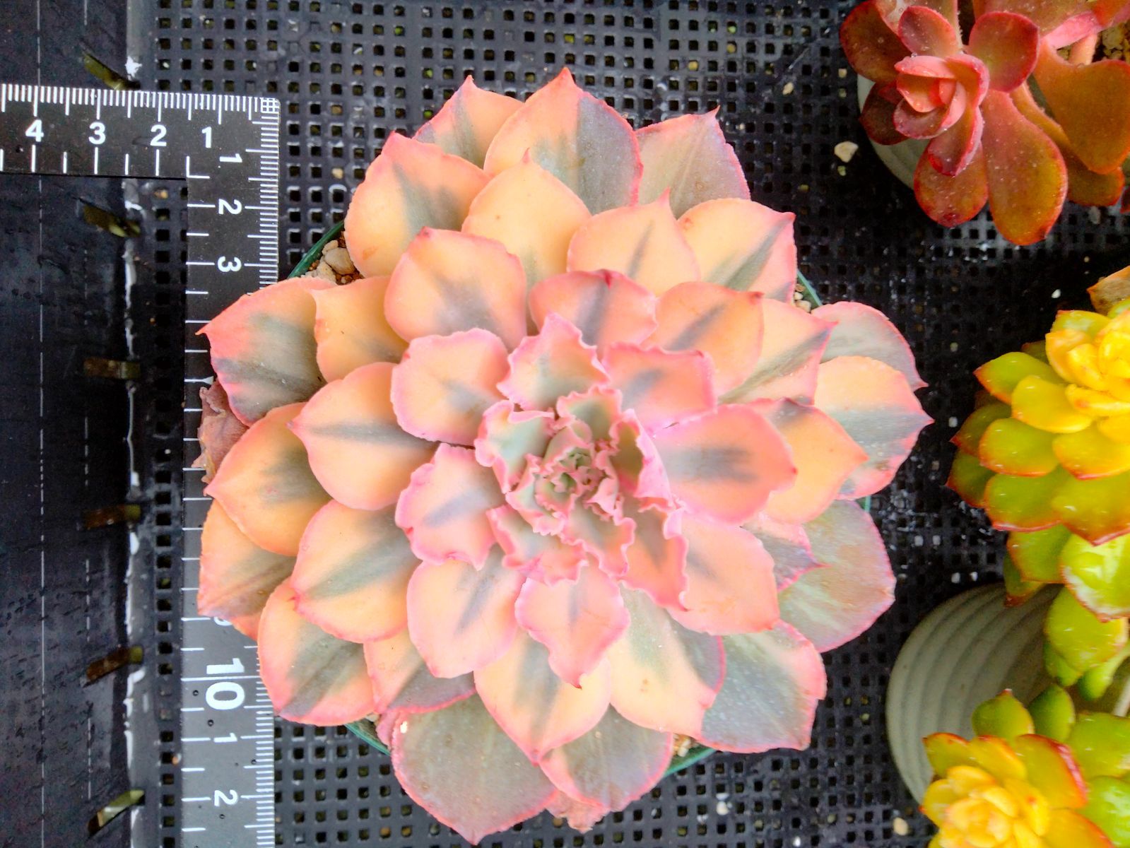 多肉植物 フィレンツェ錦 ③ - メルカリ