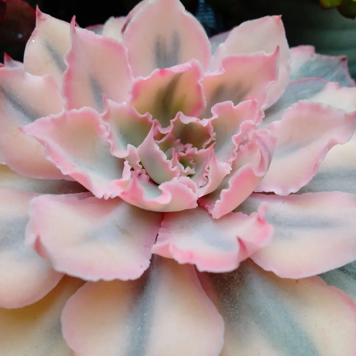 多肉植物 フィレンツェ錦 ③ - メルカリ