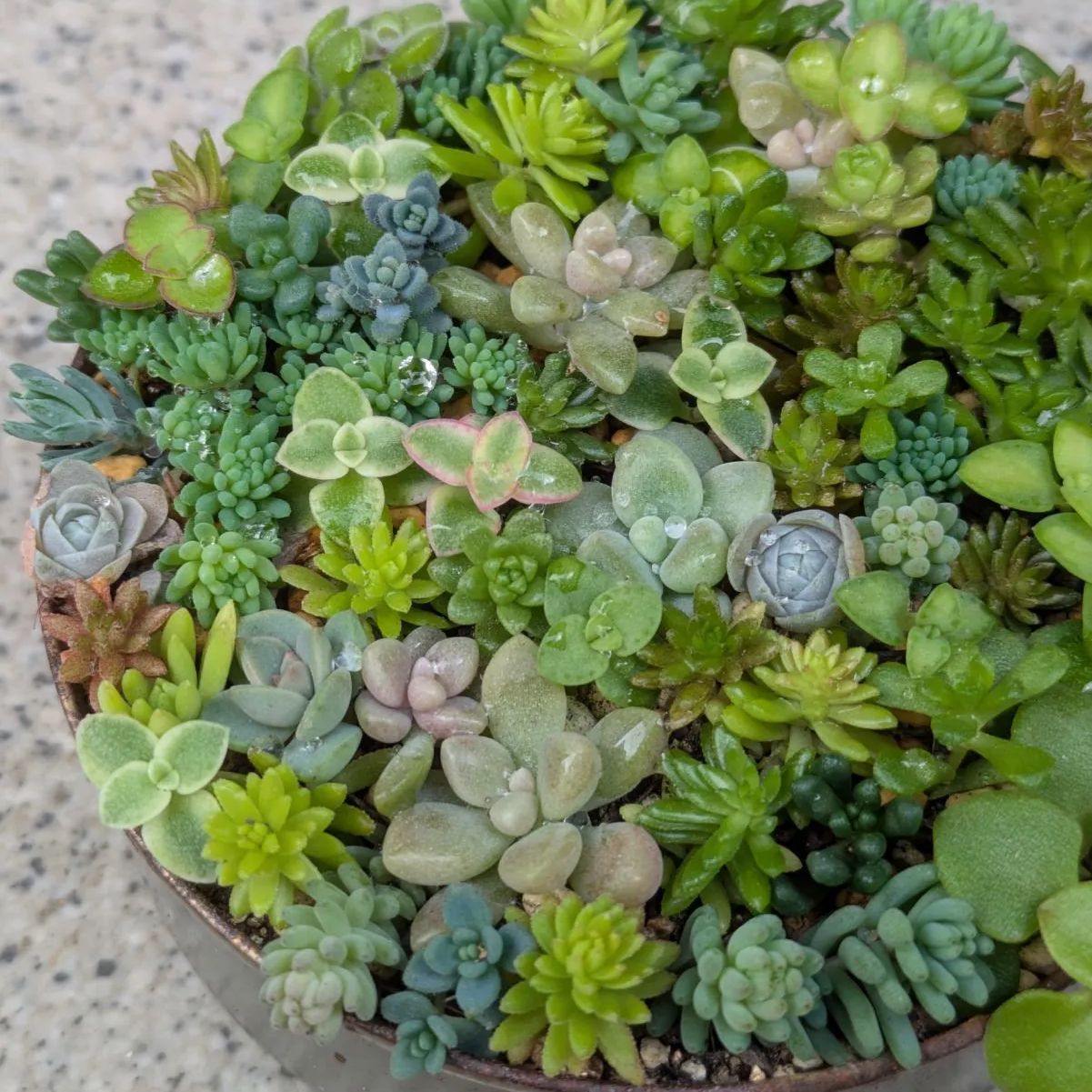 多肉植物 カット苗 紅葉ちび苗寄せ植えセット8 8.5センチ缶 - メルカリ