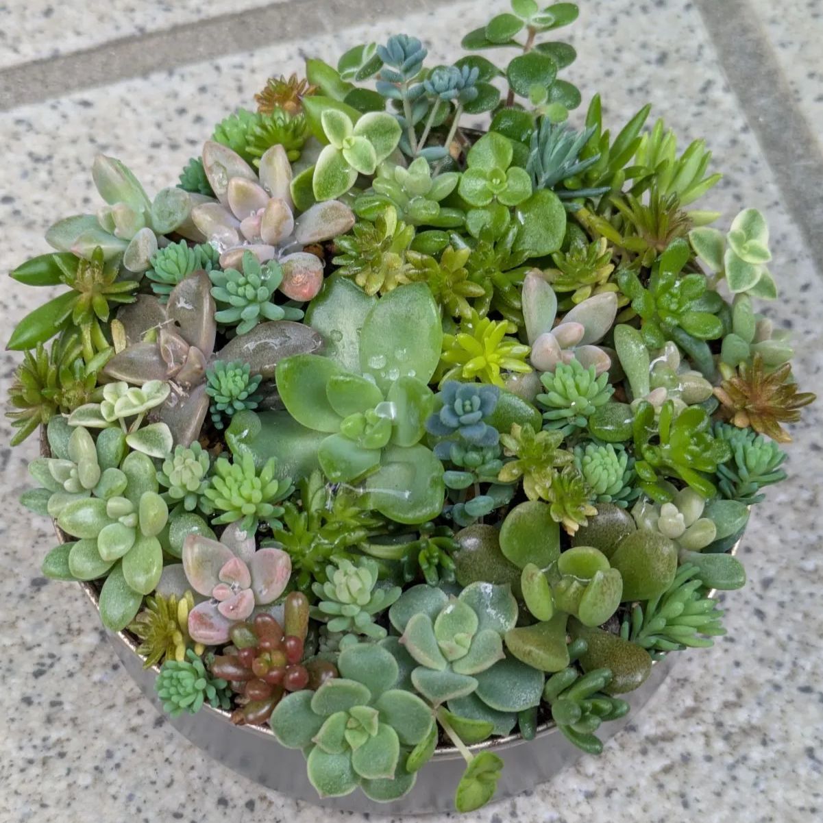 No.487 ❁ピュアラブ❁ カット苗 多肉植物 寄せ植え No.487 ❁ピュアラブ❁ カット苗 多肉植物 寄せ植え No.487 ❁ピュアラブ❁