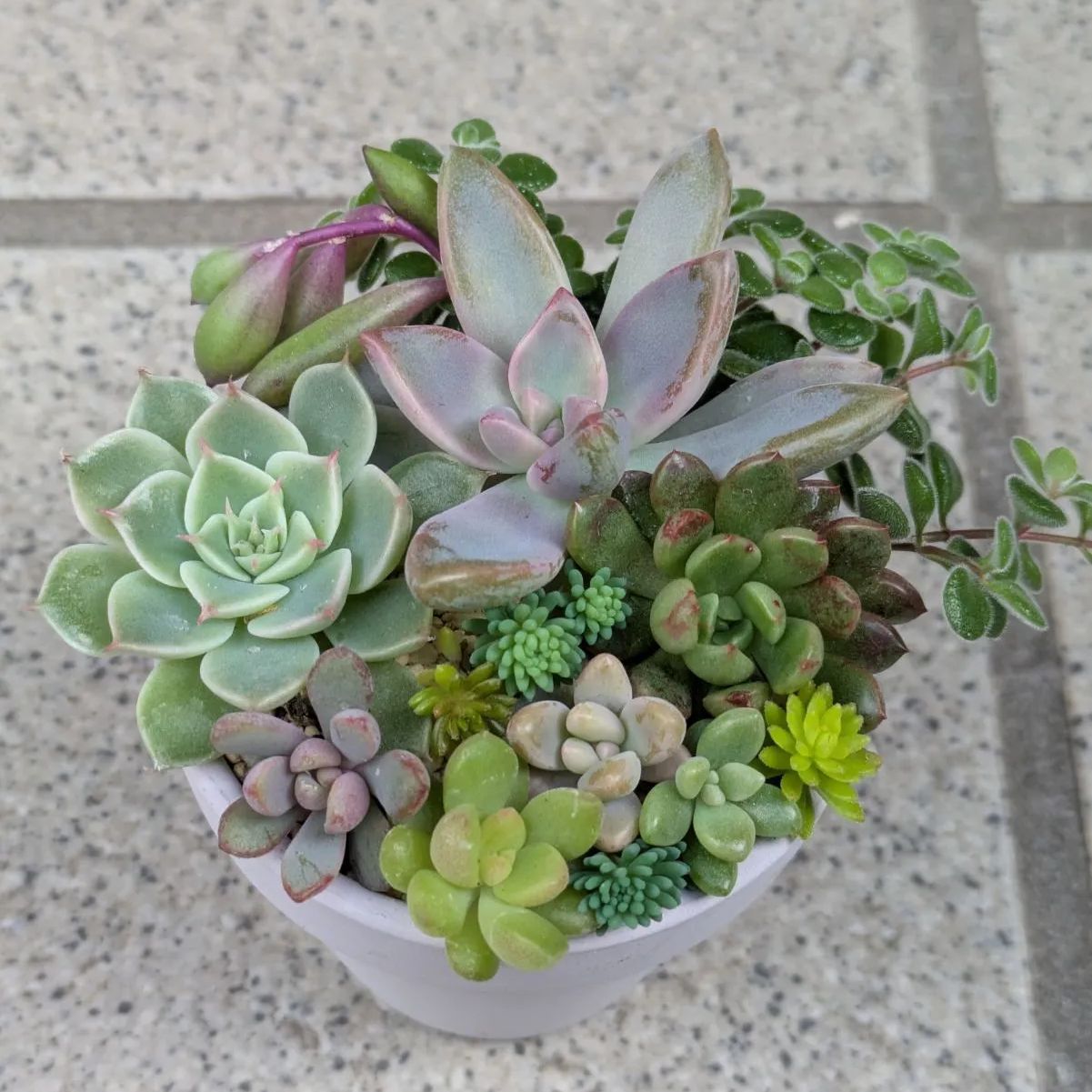 多肉植物 カット苗 紅葉寄せ植えセット - メルカリ