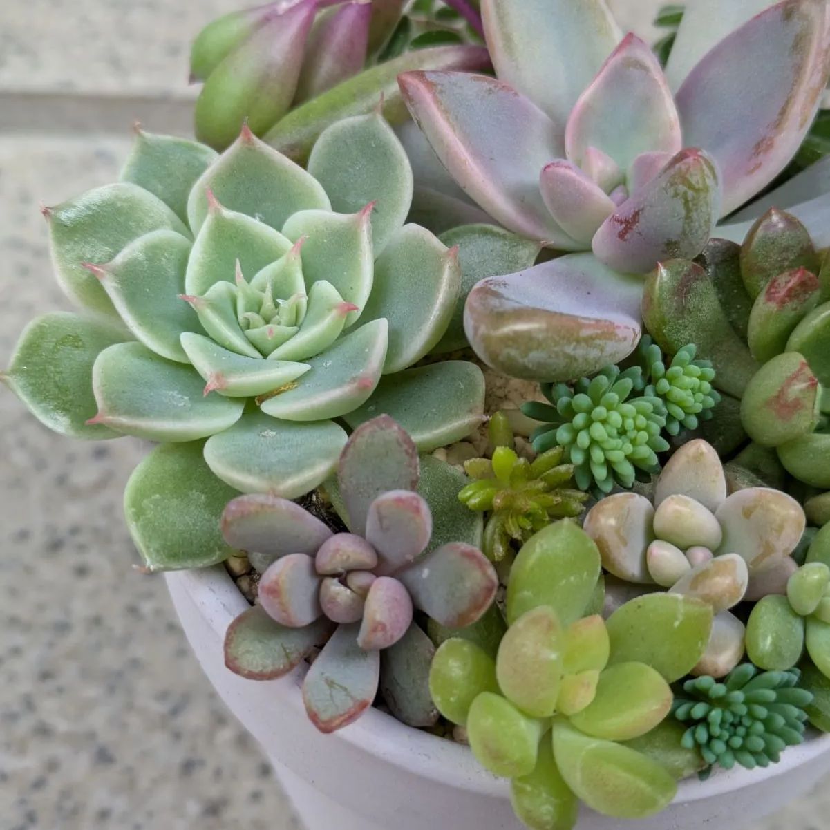 多肉植物カット苗　a 多肉植物 カット苗 紅葉寄せ植えセット - メルカリ