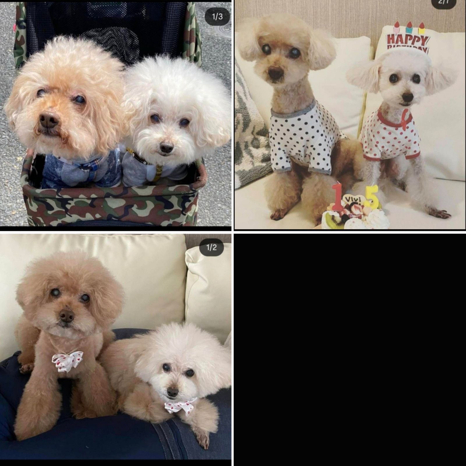 いおさまオーダー 羊毛フェルト トイプー フレーム ハンドメイド