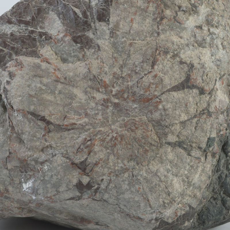 鑑賞石　天然石　菊花石　置物　重さ約5.4㎏　V　6200C 鑑賞石 天然石 菊花石 置物 重さ約5.4㎏ V 6200C