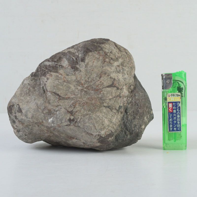 天然石　鑑賞石　菊花石　置物　重さ約1423g　V R8540 鑑賞石 天然石 菊花石 置物 重さ約1.8kg N S335 - メルカリ