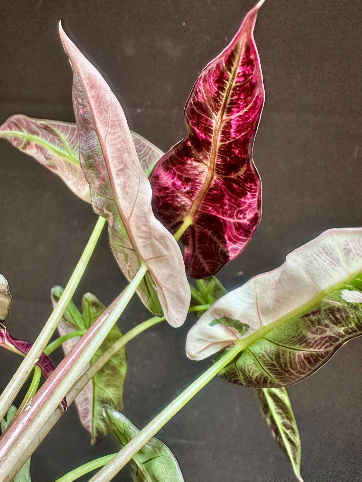 Alocasia Bambino Pink Variegatedアロカシア バンビーノ ピンク斑入り