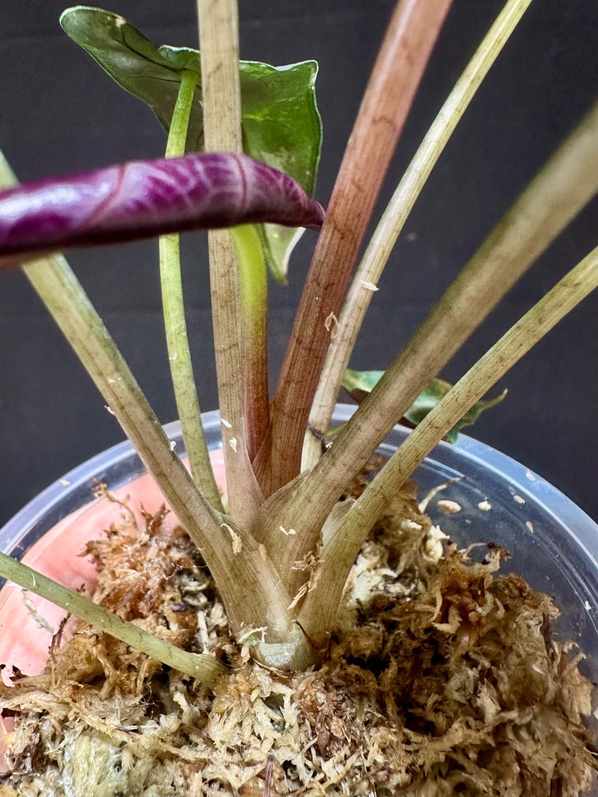 Alocasia Bambino Pink Variegatedアロカシア バンビーノ ピンク斑入り