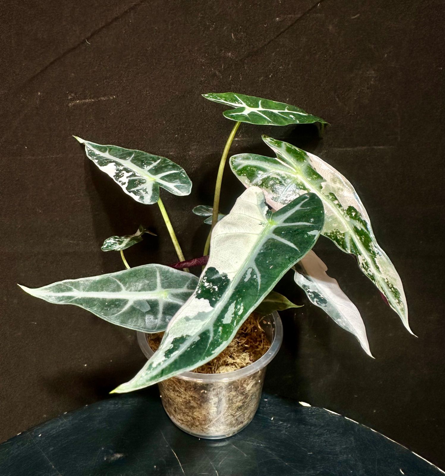 福*井様 アロカシア バンビーノ ピンク斑入り 陶器鉢のままラクラク