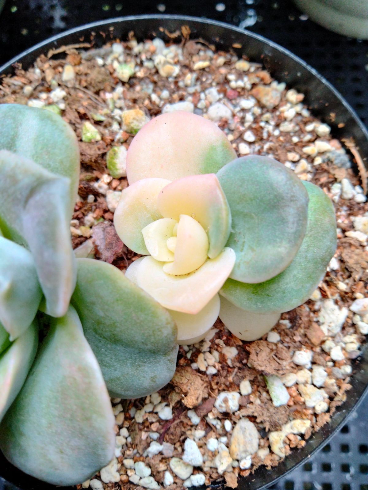 多肉植物 ラブリーローズ錦 白 親株バンプ 葉挿し苗1年生 - メルカリ