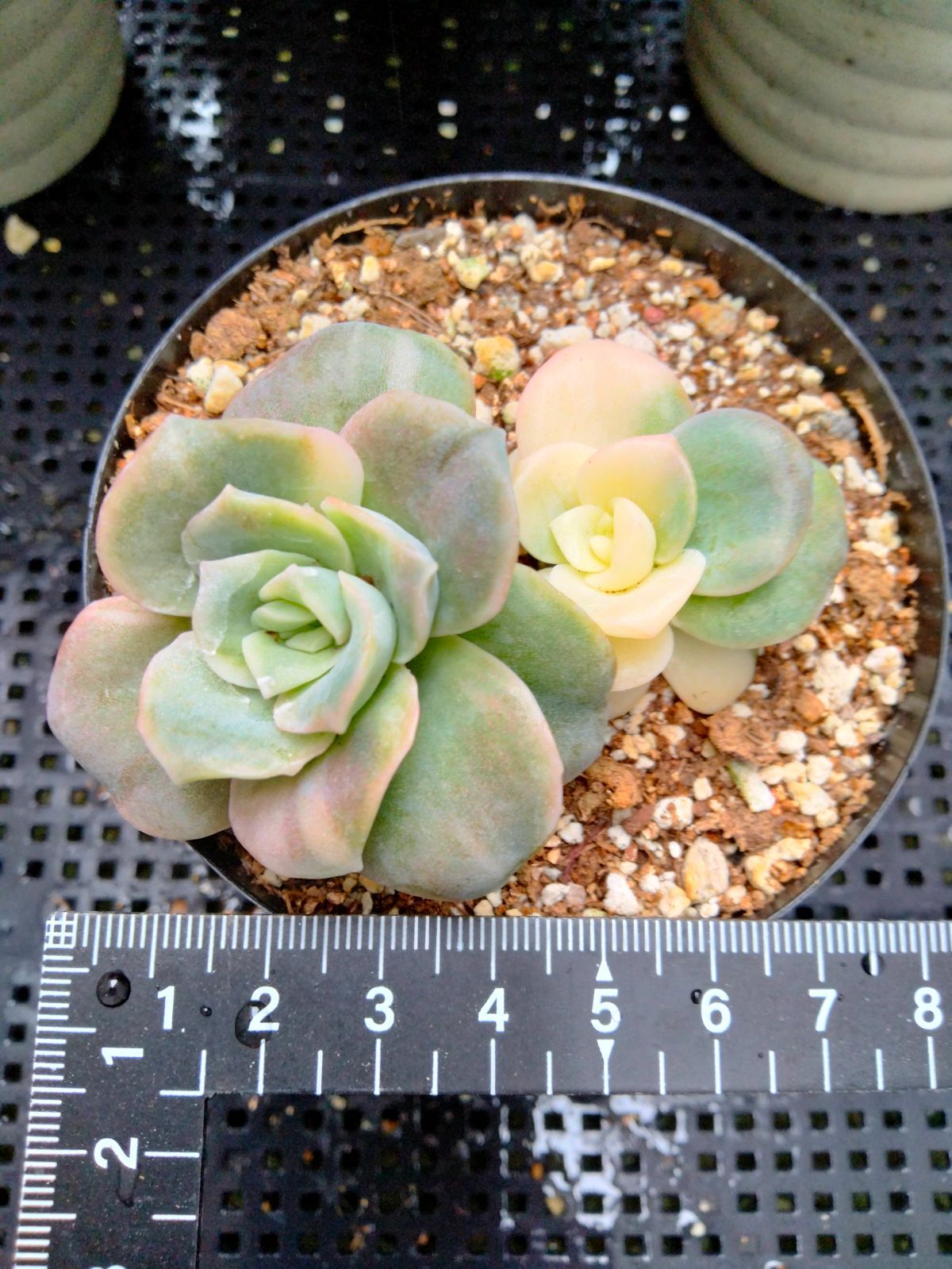 多肉植物 ラブリーローズ錦 白 親株バンプ 葉挿し苗1年生 - メルカリ