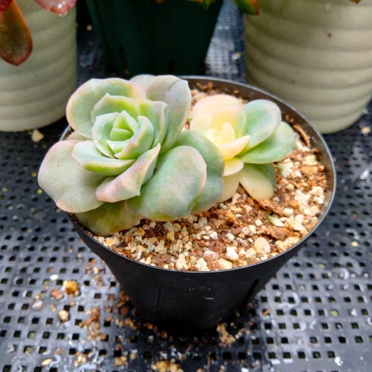 多肉植物　摘心株　ラブリーローズ覆輪錦　抜き苗 多肉植物 摘心株 ラブリーローズ覆輪錦 抜き苗 多肉植物 摘心株