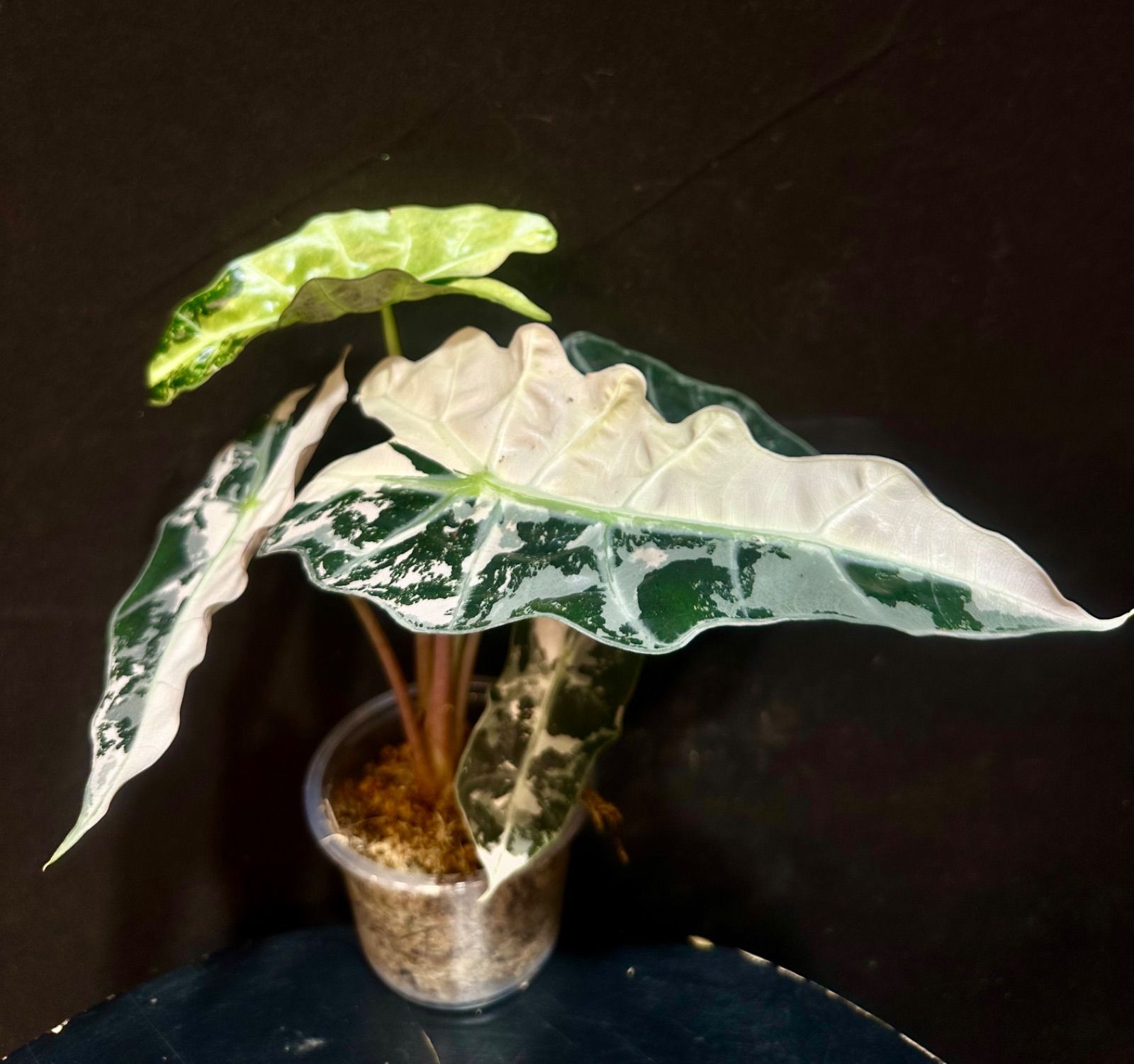 Alocasia Polly Pink Variegatedアロカシア ポリー ピンク斑入り