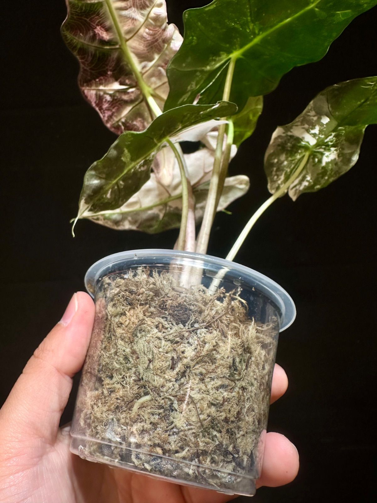 Alocasia Polly Pink Variegatedアロカシア ポリー ピンク斑入り