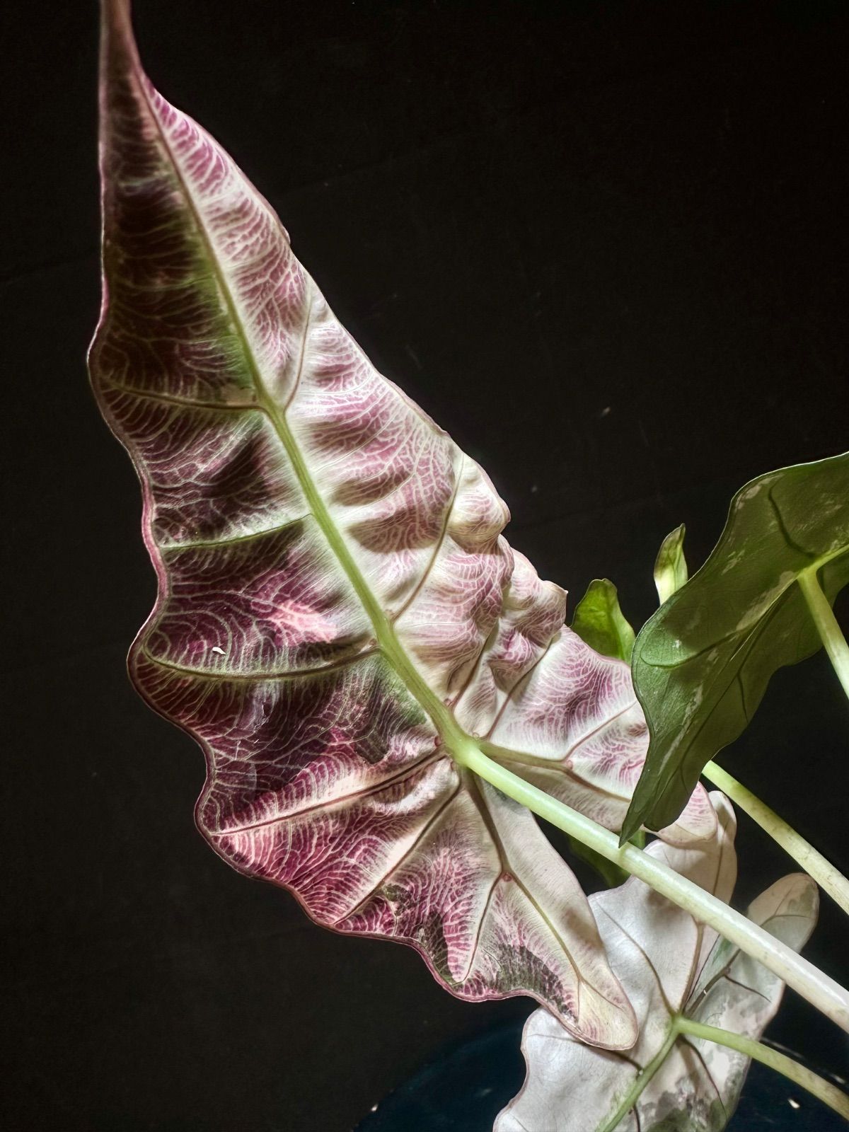 Alocasia Polly Pink Variegatedアロカシア ポリー ピンク斑入り