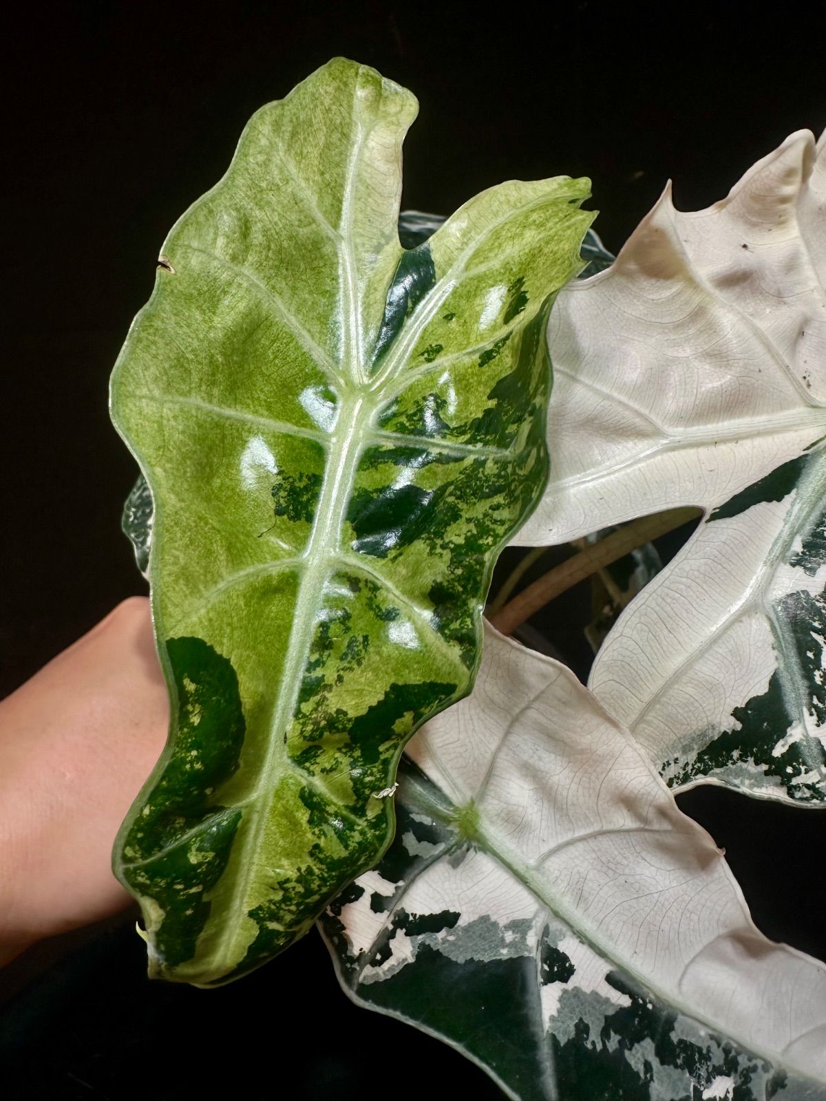 Alocasia Polly Pink Variegatedアロカシア ポリー ピンク斑入り