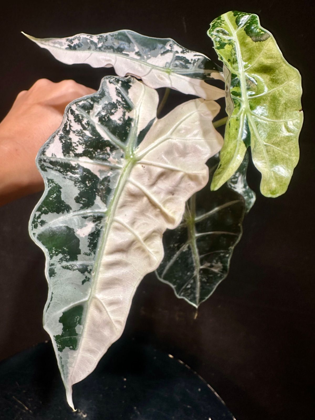 Alocasia Polly Pink Variegatedアロカシア ポリー ピンク斑入り
