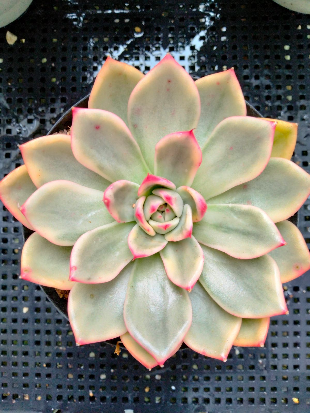 多肉植物 エボニー錦 - メルカリ