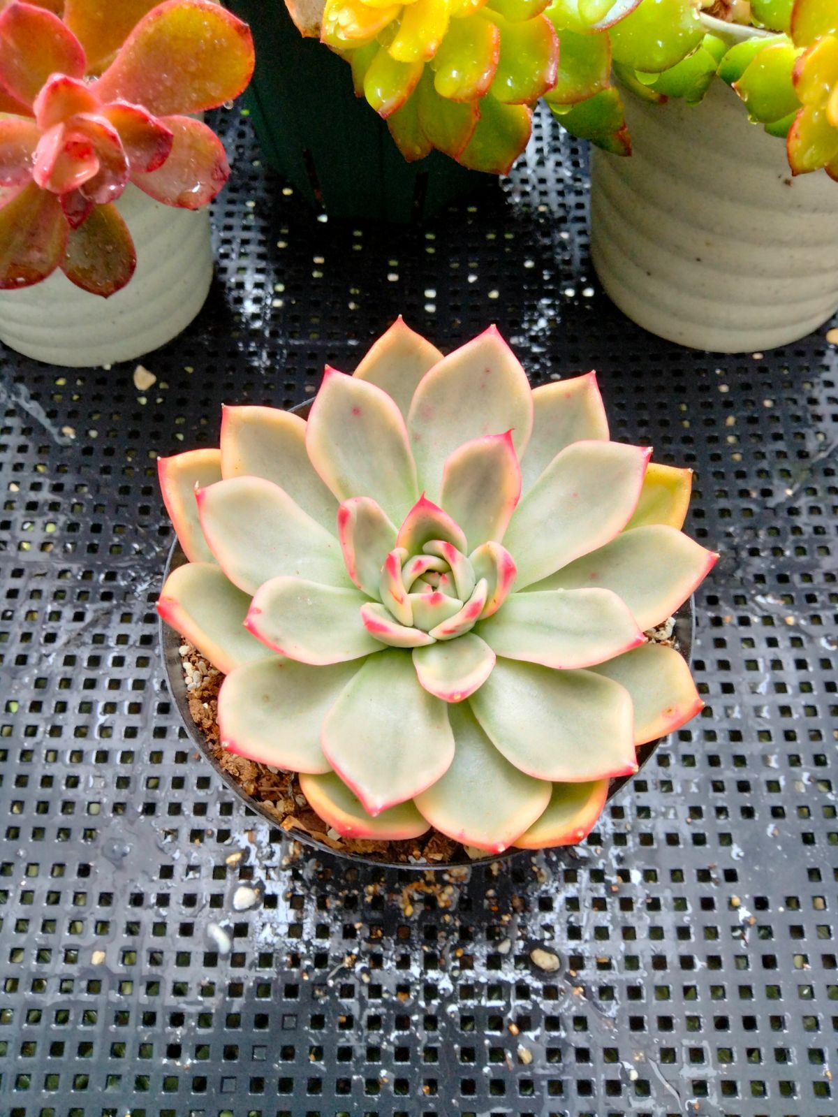 多肉植物 エボニー錦 - メルカリ