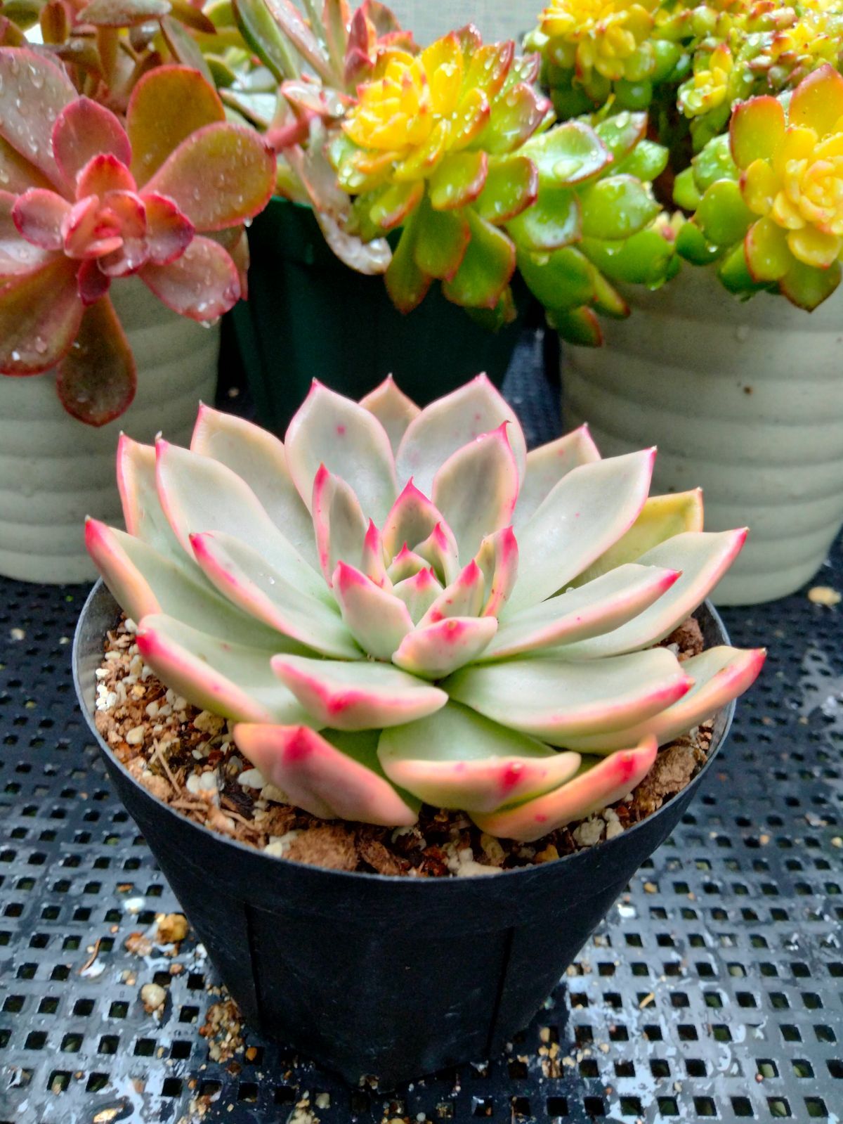 多肉植物 エボニー  抜き苗♡ 多肉植物 エボニー錦 - メルカリ