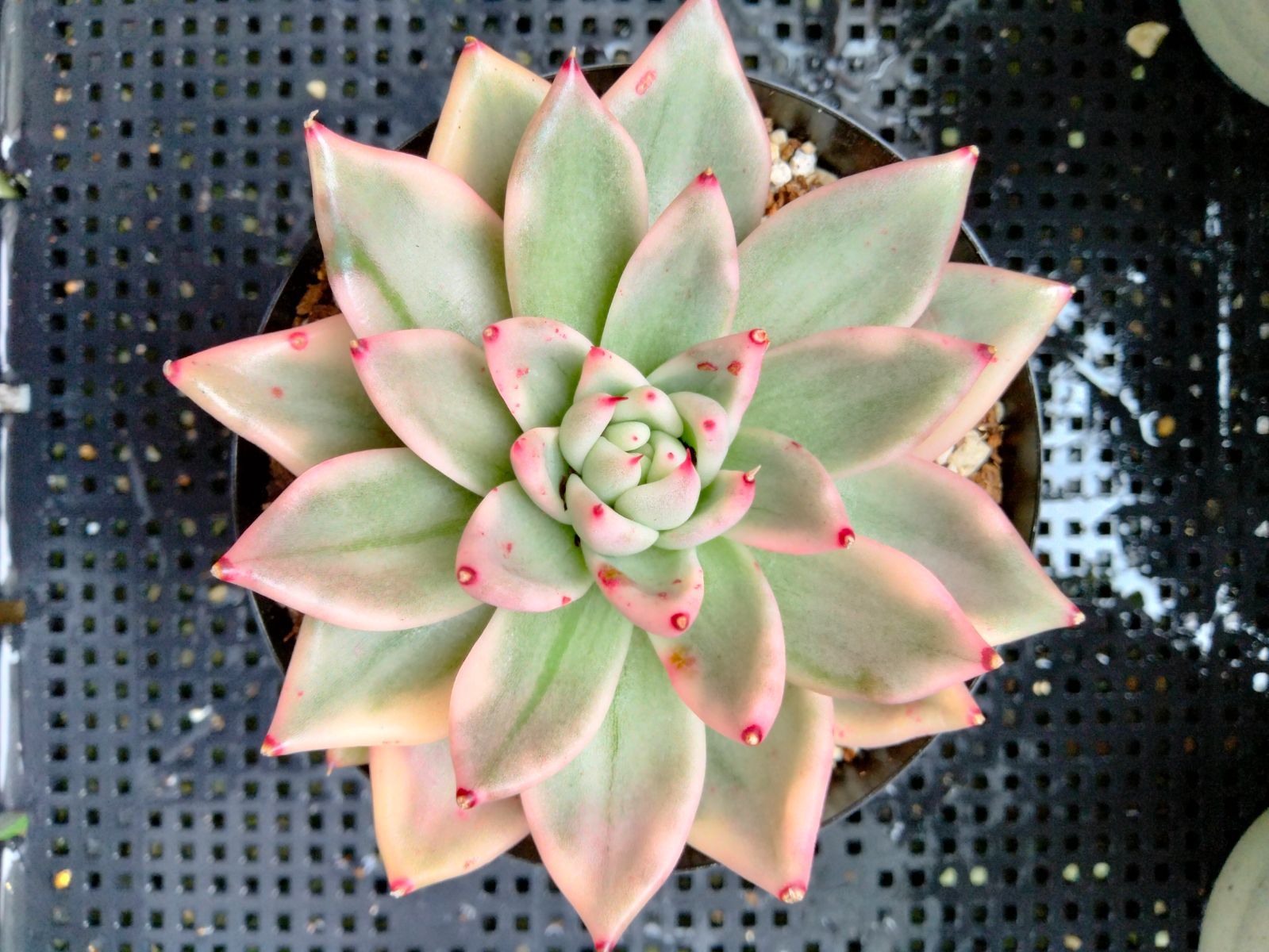 多肉植物 マリア錦 - メルカリ