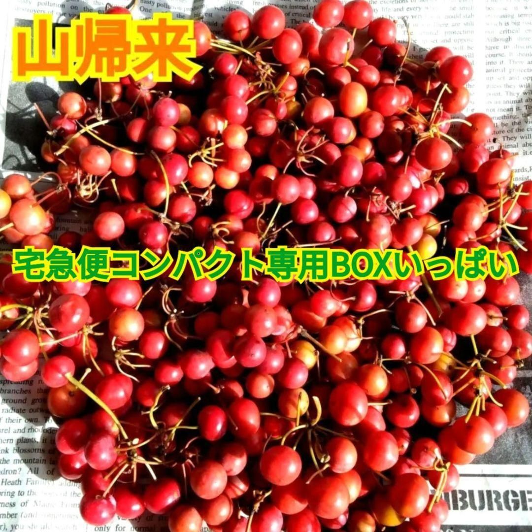 【ご予約No.5】［みーにゃん］サンキライ赤 ご予約No.5】［みーにゃん様専用］サンキライ赤 - メルカリ