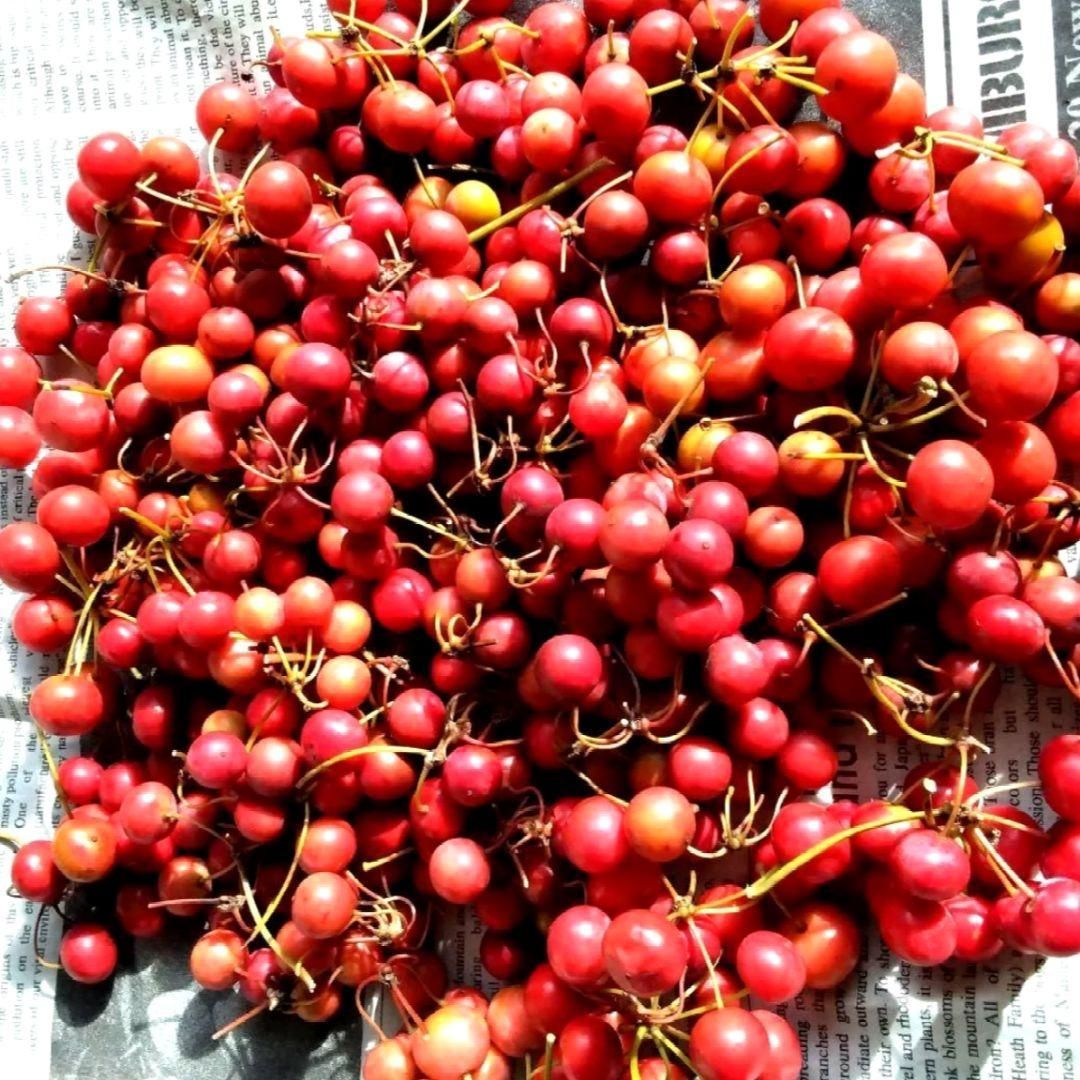 【ご予約No.5】［みーにゃん］サンキライ赤 無農薬☆山帰来（サンキライ）☆赤い実☆宅急便コンパクト専用BOX☆箱