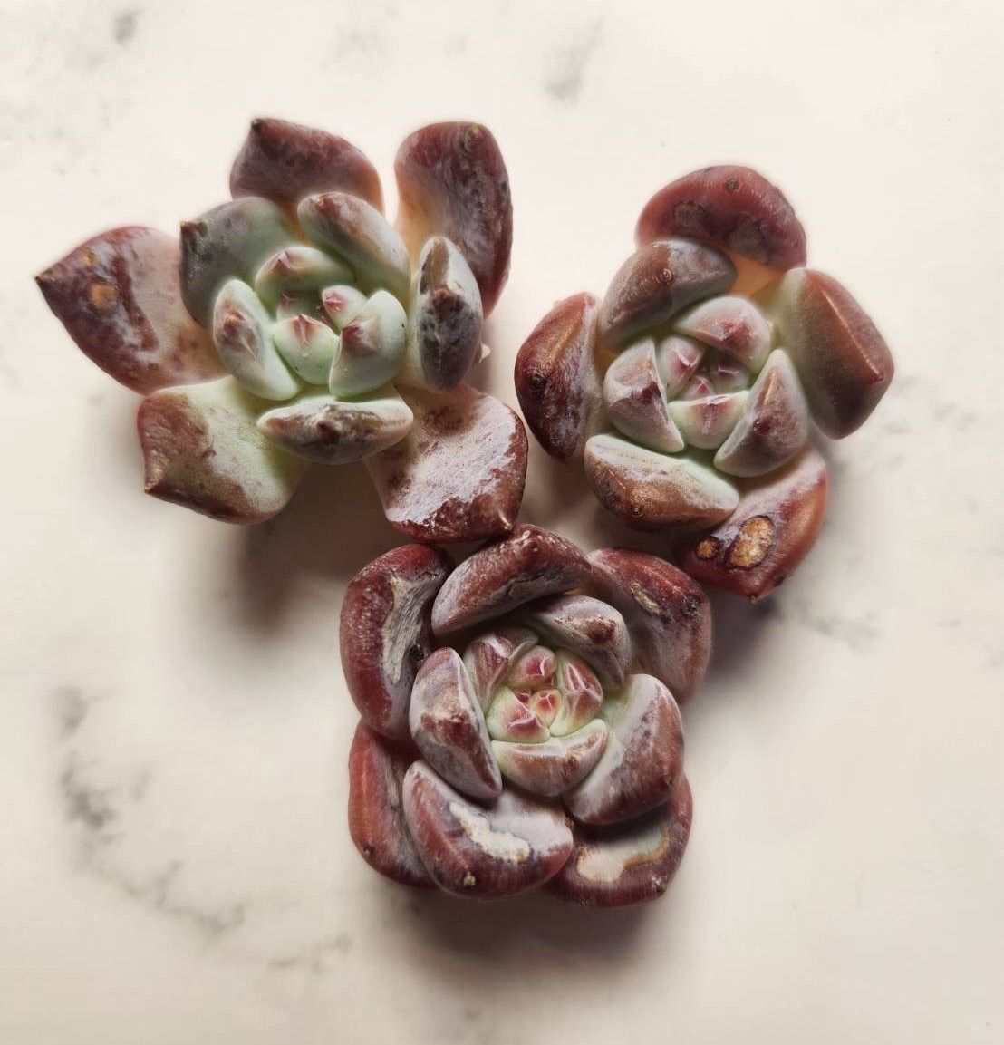 エケベリア ゼリーオレンジ 3個セット（カット苗）多肉植物 - メルカリ