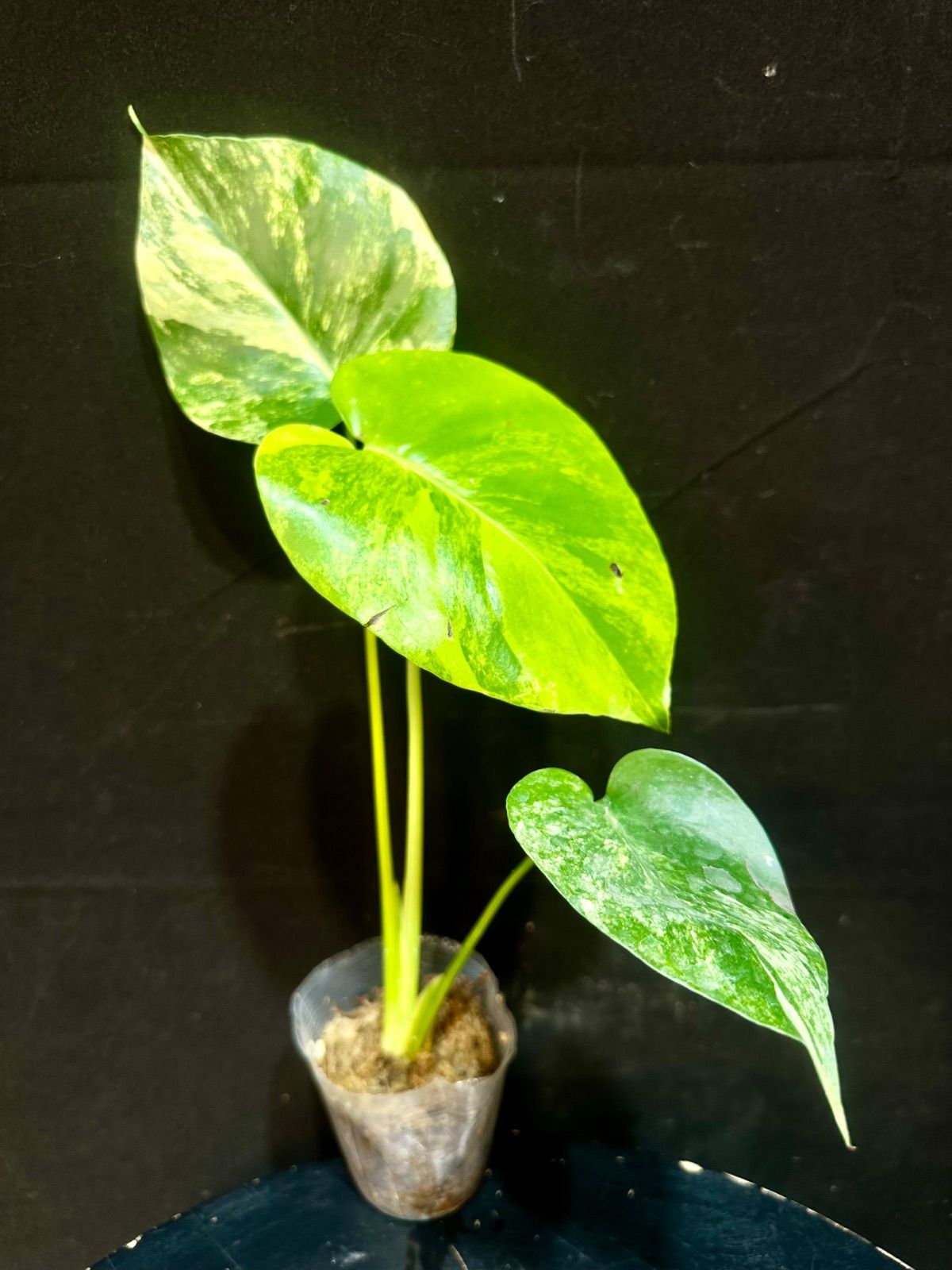 わ*そ様 モンステラデリシオーサ イエローマリリン モンステラ・デリシオーサ 'イエローマリリン' 3号 TC株 順化済み