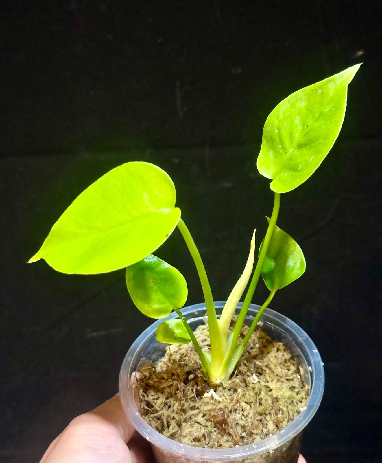 Monstera Deliciosa Super Golden モンステラ デリシオーサ黄金葉