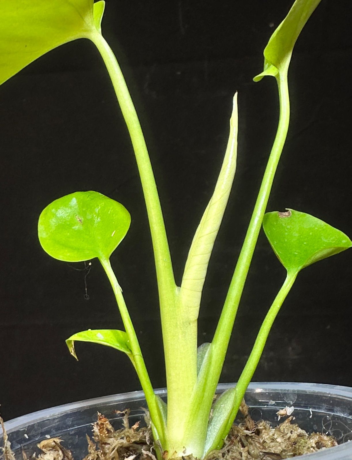 Monstera Deliciosa Super Golden モンステラ デリシオーサ黄金葉