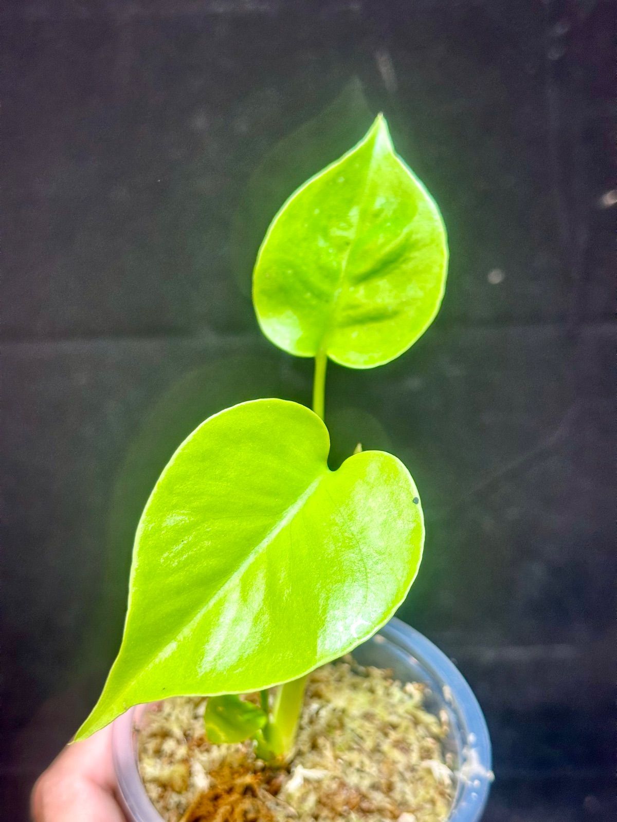 モンステラ デリシオーサ 'Gold Monster' 新種 黄金葉 モンステラ