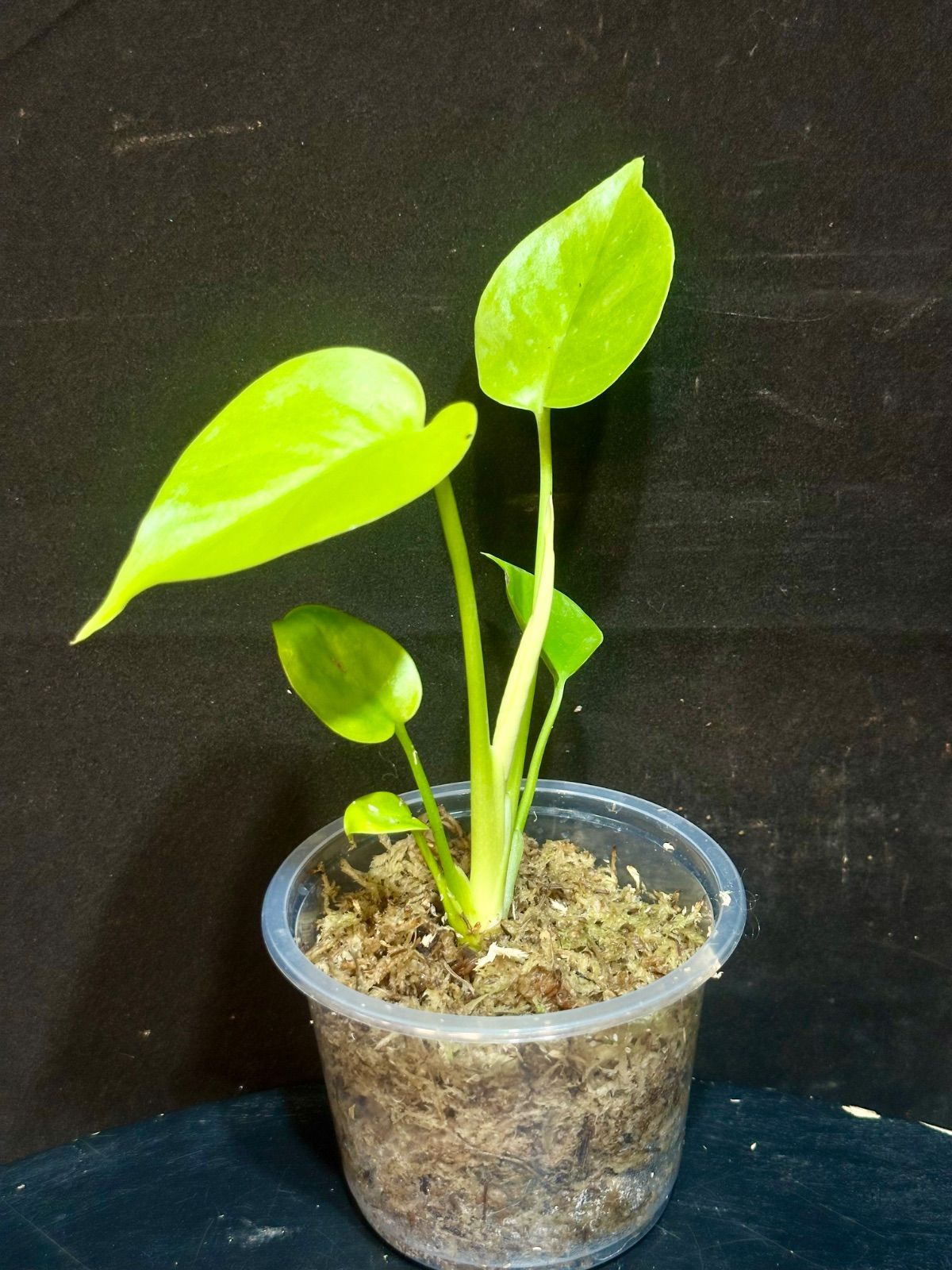 Monstera Deliciosa Super Golden モンステラ デリシオーサ黄金葉