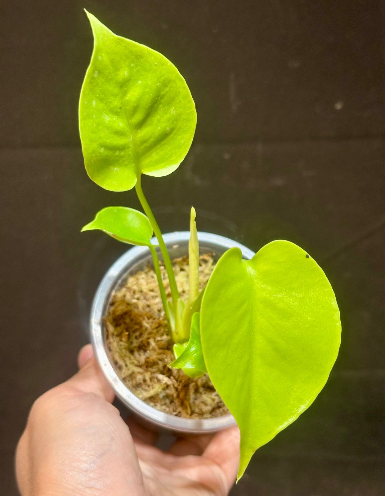 Monstera Deliciosa Super Golden モンステラ デリシオーサ黄金葉 ぅ