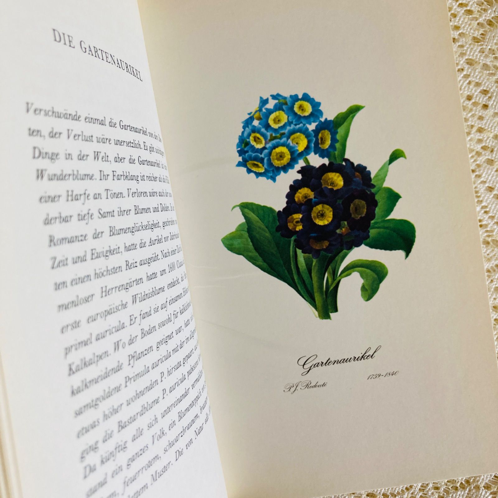 洋書古書　希少　ヴィンテージ植物図鑑　繊細で美しい植物画304点　画集　ドイツ語 ドイツの繊細で美しい植物図鑑 インテリア洋書・古書 花図鑑 - メルカリ