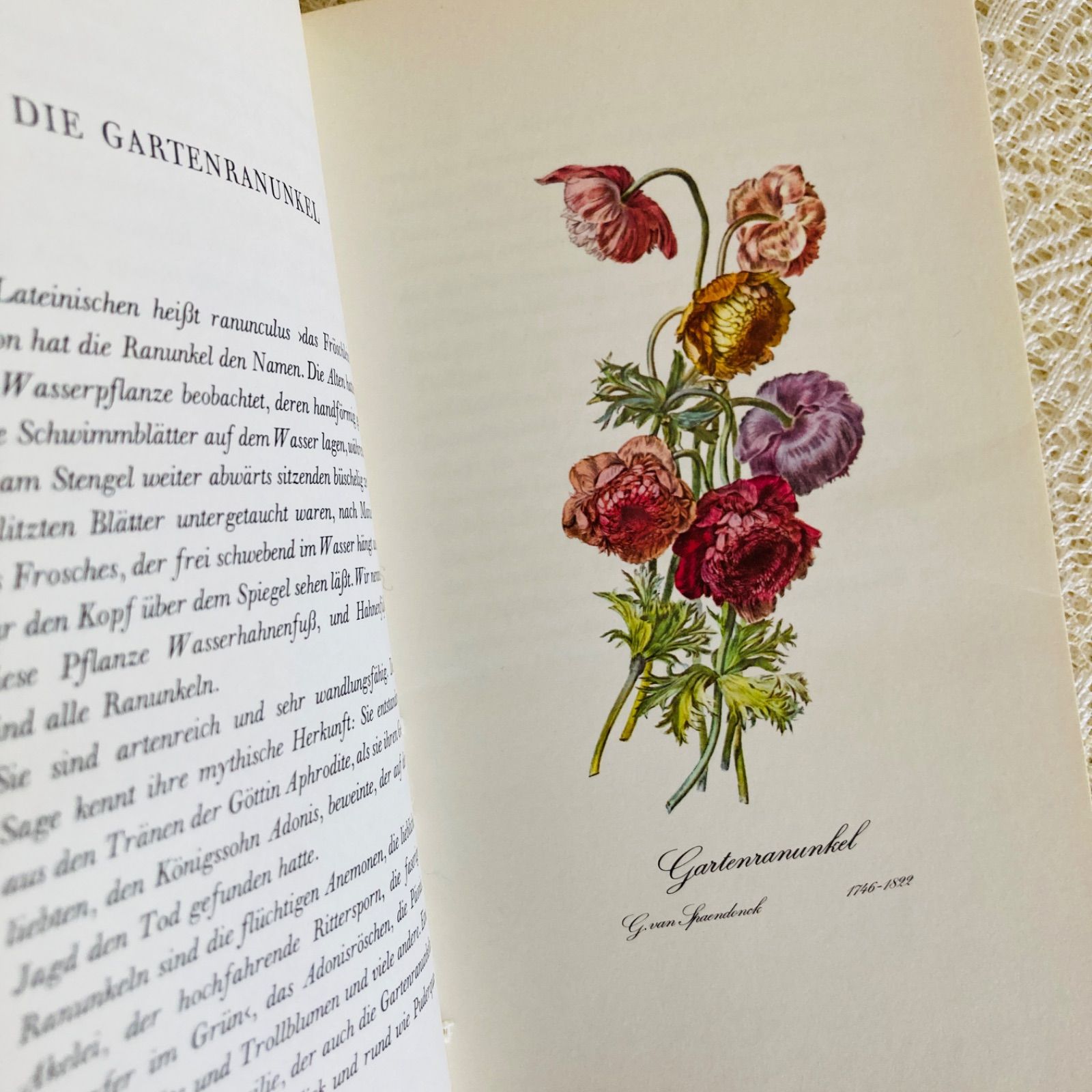 ドイツの繊細で美しい植物図鑑 インテリア洋書・古書 花図鑑 - メルカリ