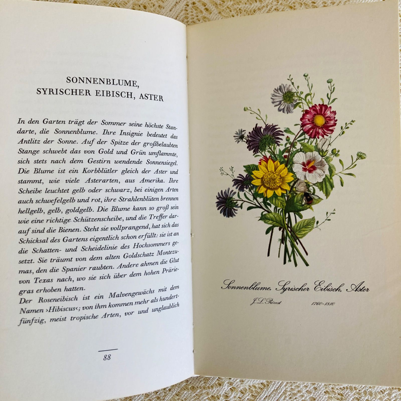 ドイツの繊細で美しい植物図鑑 インテリア洋書・古書 花図鑑 - メルカリ