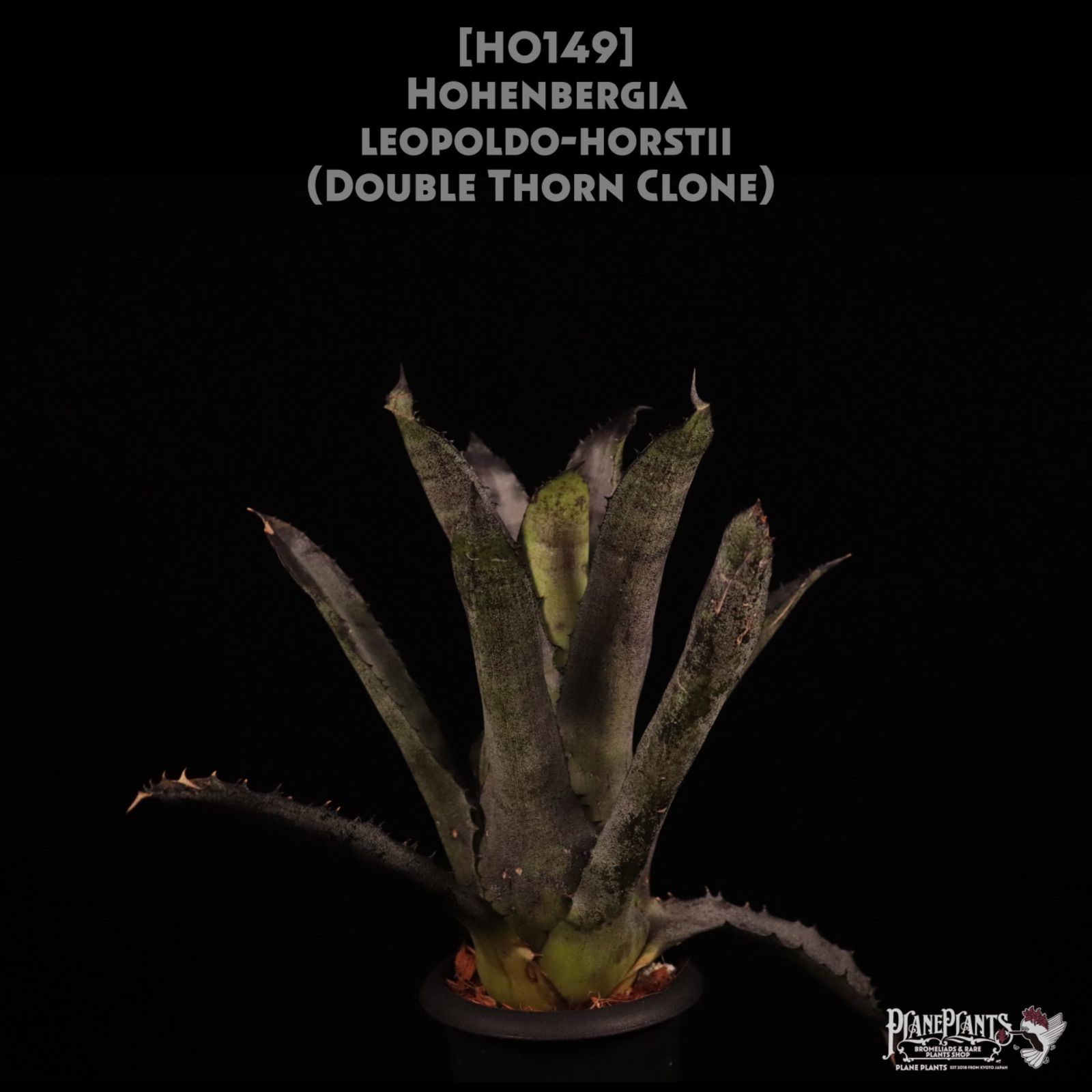 送料無料】Hohenbergia leopoldo-horstii (Double Thorn Clone