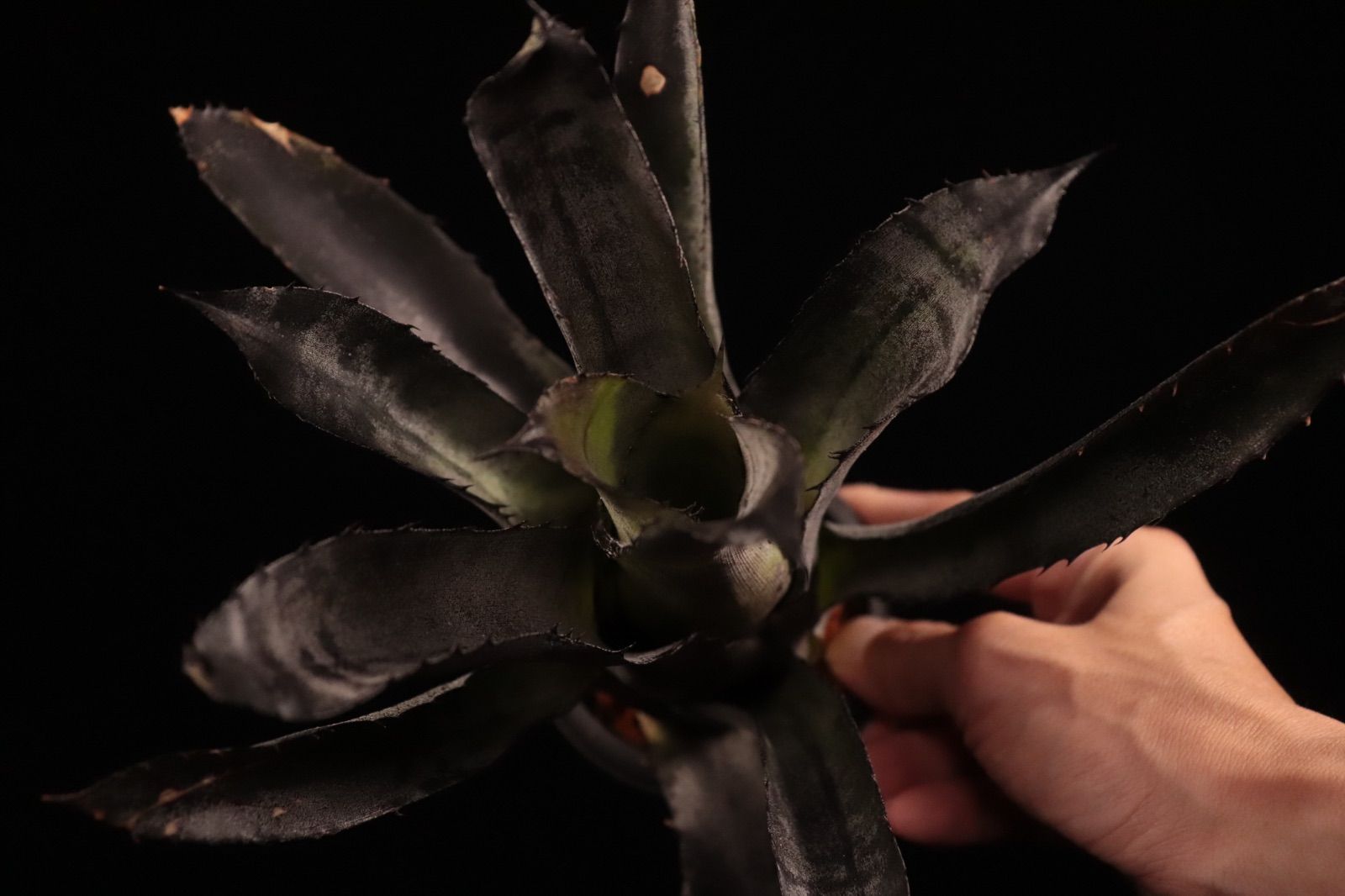 ブロメリア・エアープランツ leopoldo-horstii Double Thorn Clone H149 ブロメリア・エアープランツ leopoldo-horstii Double Thorn Clone