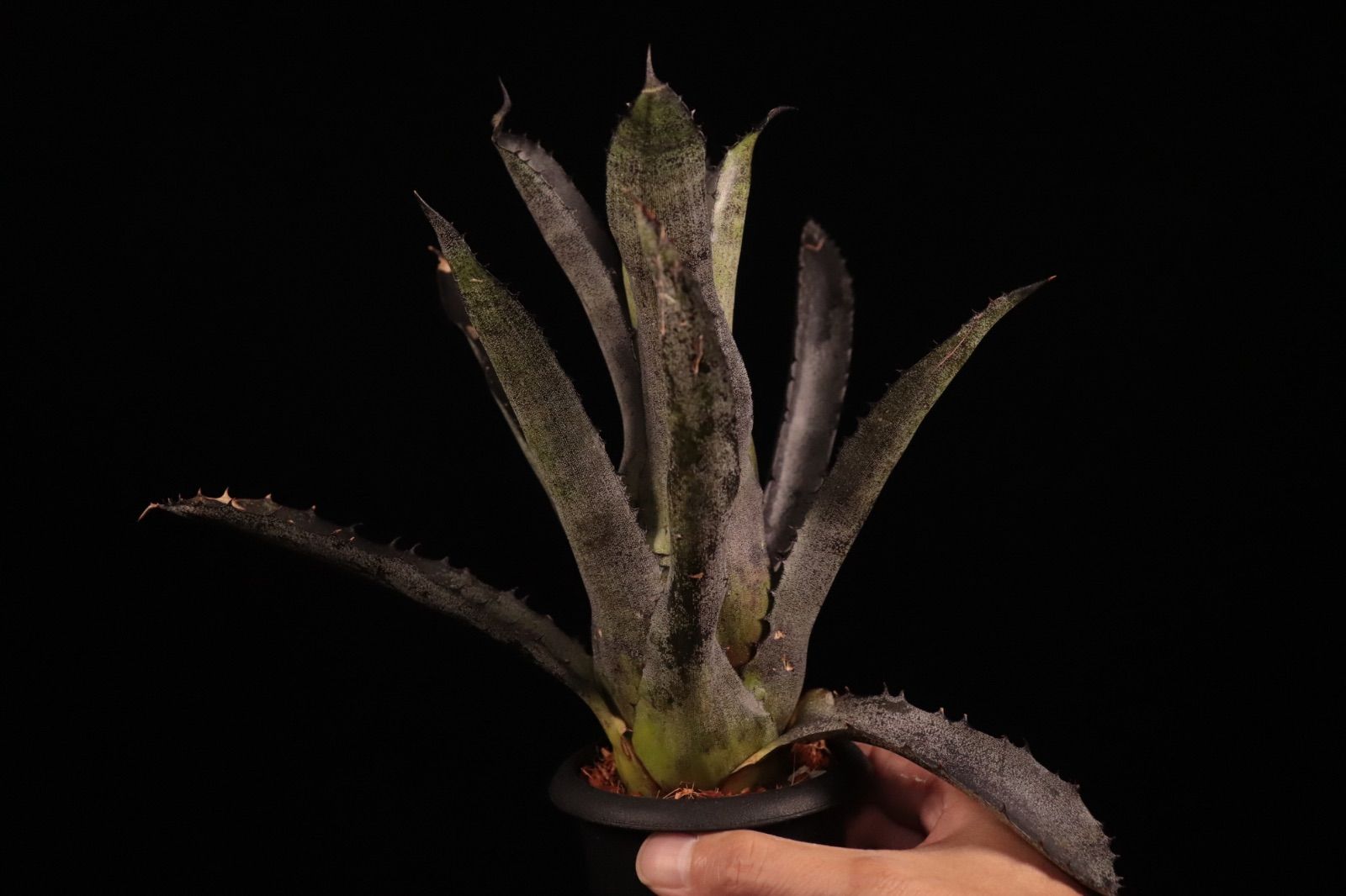 送料無料】Hohenbergia leopoldo-horstii (Double Thorn Clone