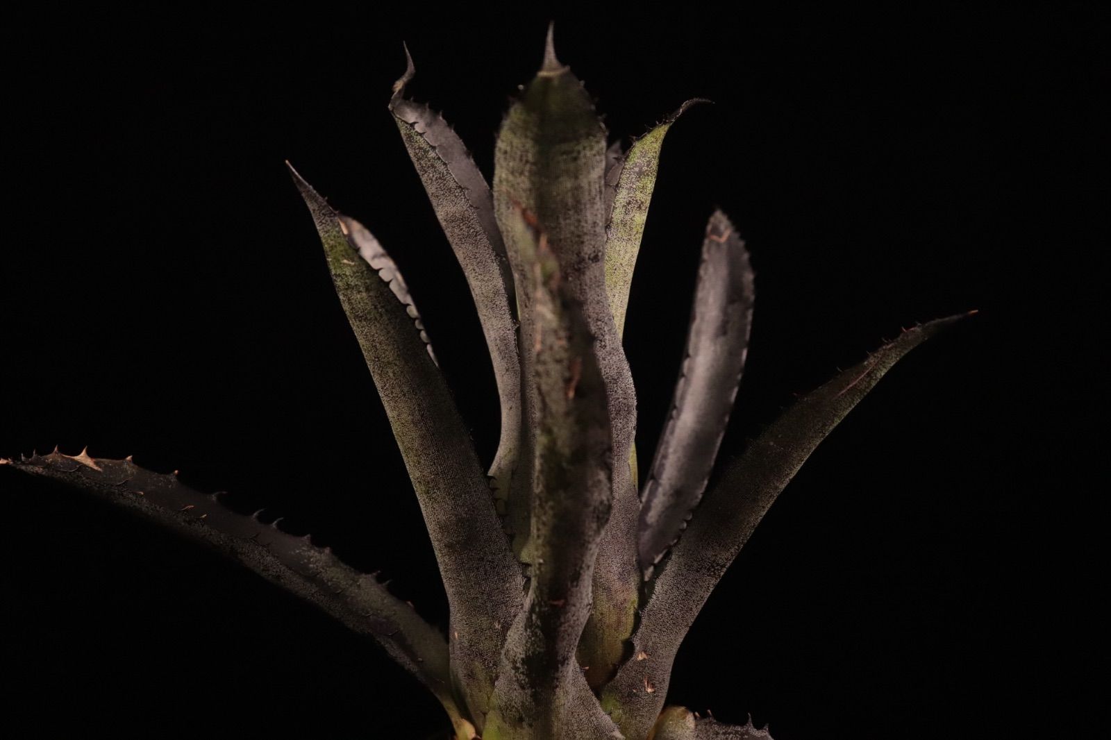 ブロメリア・エアープランツ leopoldo-horstii Double Thorn Clone