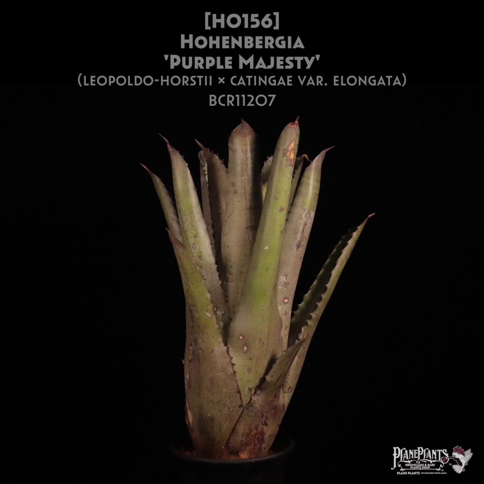 ブロメリア・エアープランツ Hohenbergia 'Purple Majesty' H0156 送料無料】Hohenbergia 'Purple Majesty'〔ホヘンベルギア〕現品発送