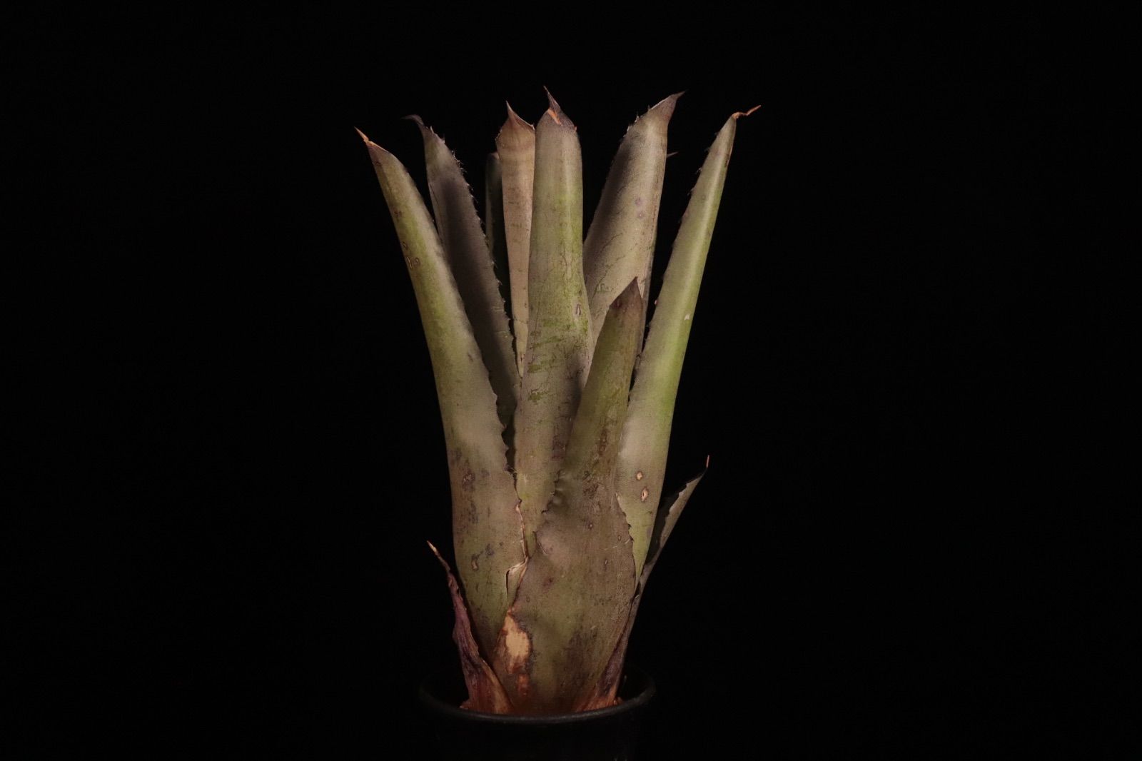 ブロメリア・エアープランツ Hohenbergia 'Purple Majesty' H0156 送料無料】Hohenbergia 'Purple Majesty'〔ホヘンベルギア〕現品発送