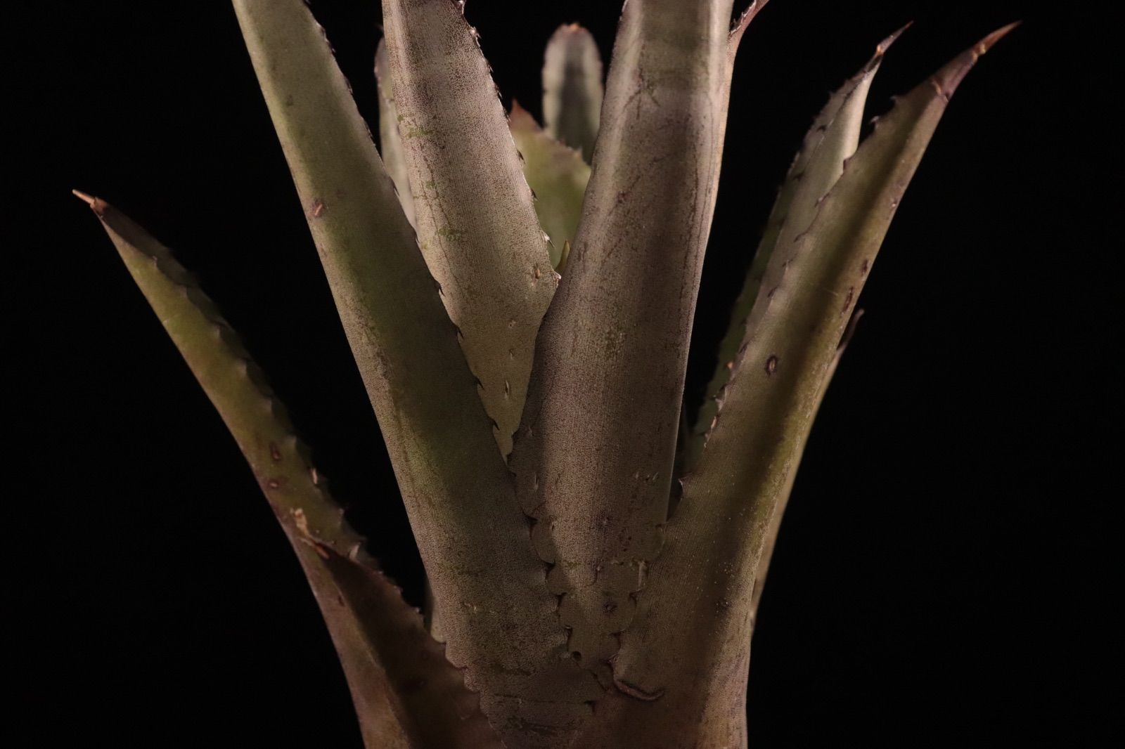 送料無料】Hohenbergia 'Purple Majesty'〔ホヘンベルギア〕現品発送