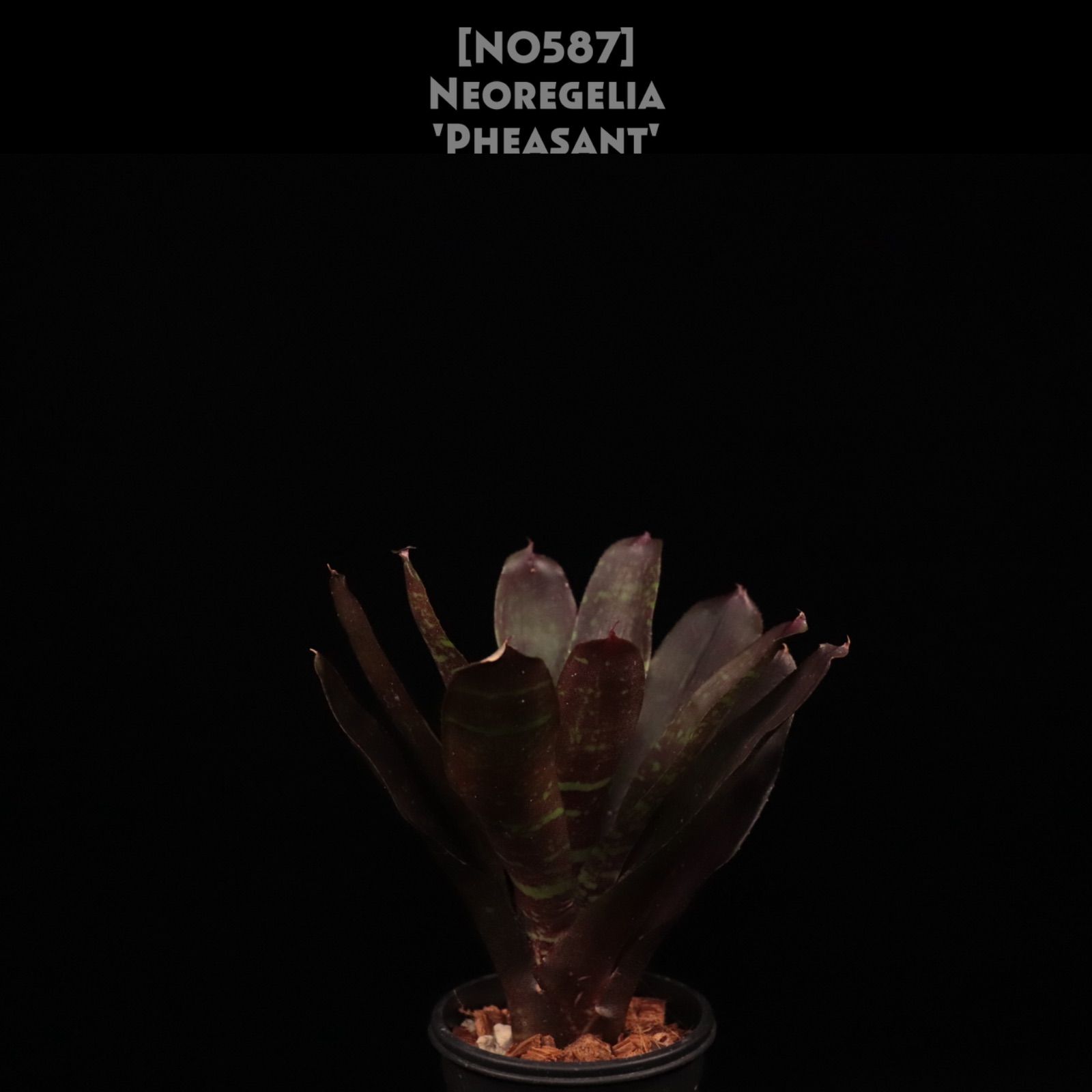 バイカー必見‼️⭐️極美品⭐️HTC ×BACKBONEコラボベルト⭐️ブラック