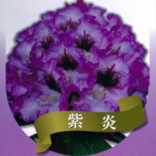 西洋シャクナゲ (ロードデンドロン) 紫炎（しえん） 6号鉢（直径18cm